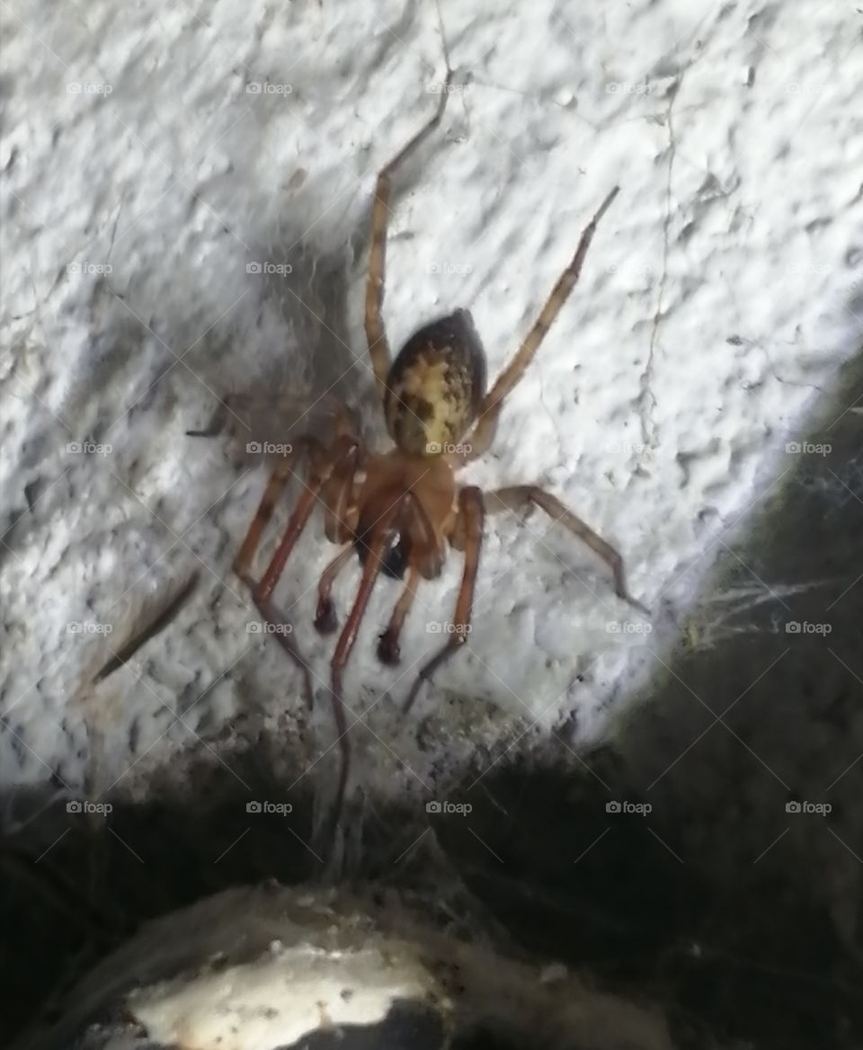 Spinne Spinne an der Wand