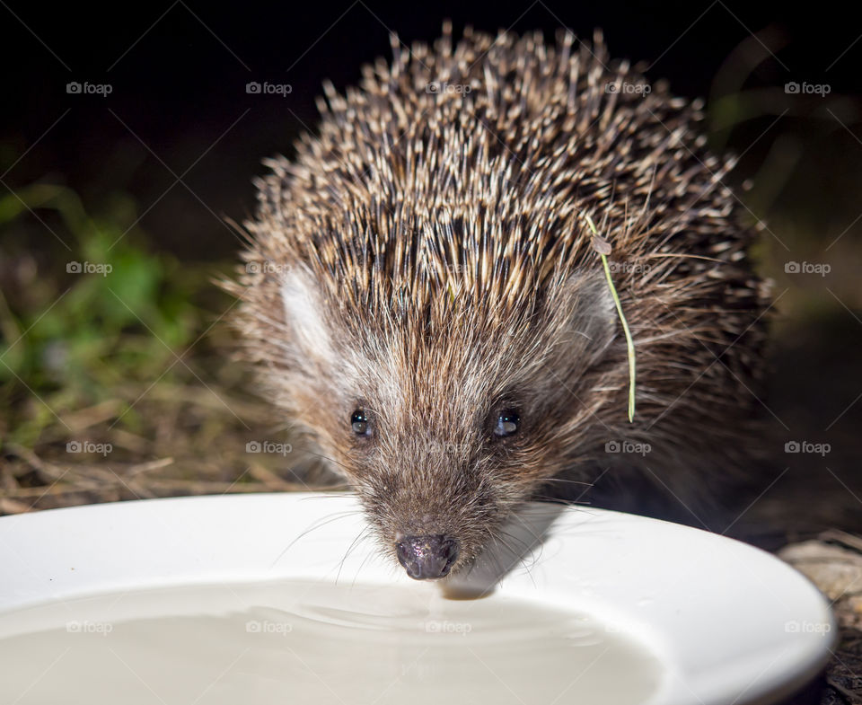 Hedgehog guarding the territory of the house drinking milk