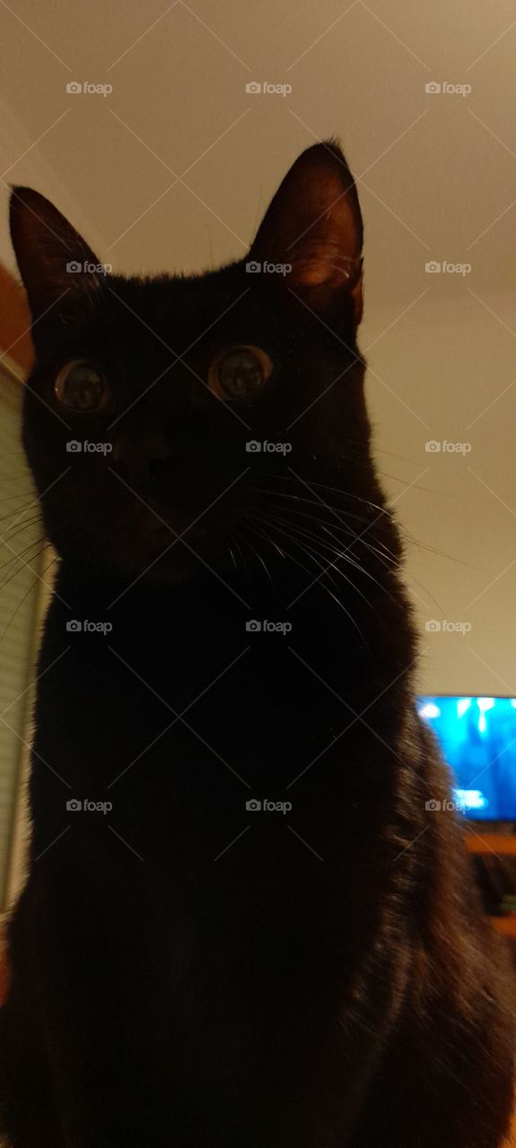 my cats waiting for me