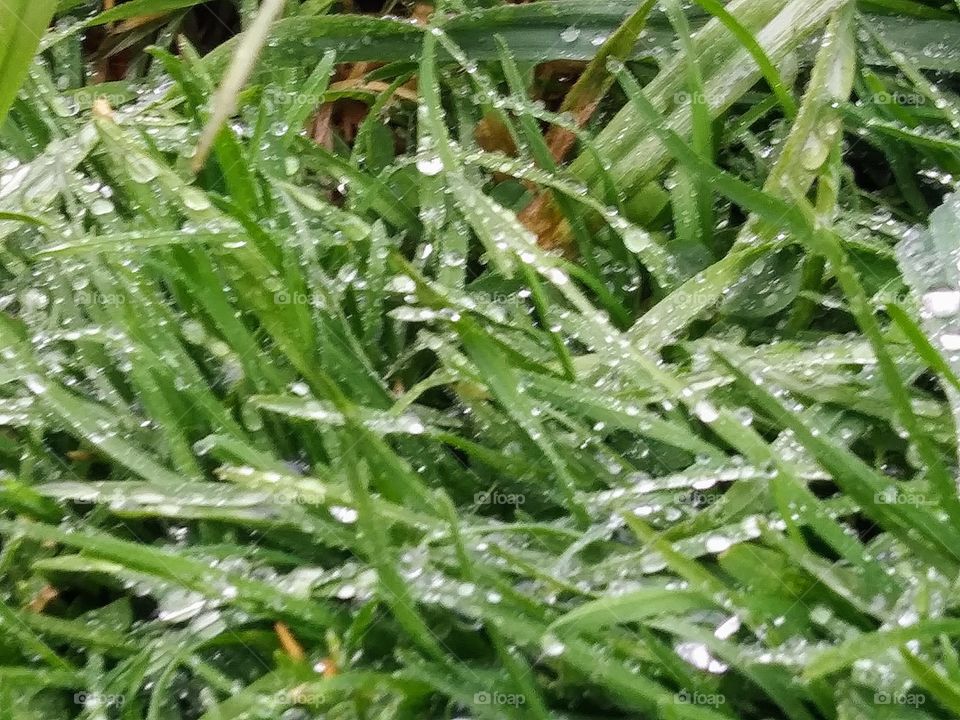 wet grass