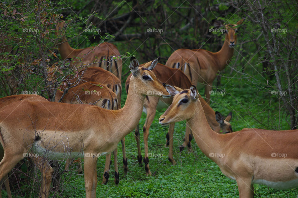 South African antelope