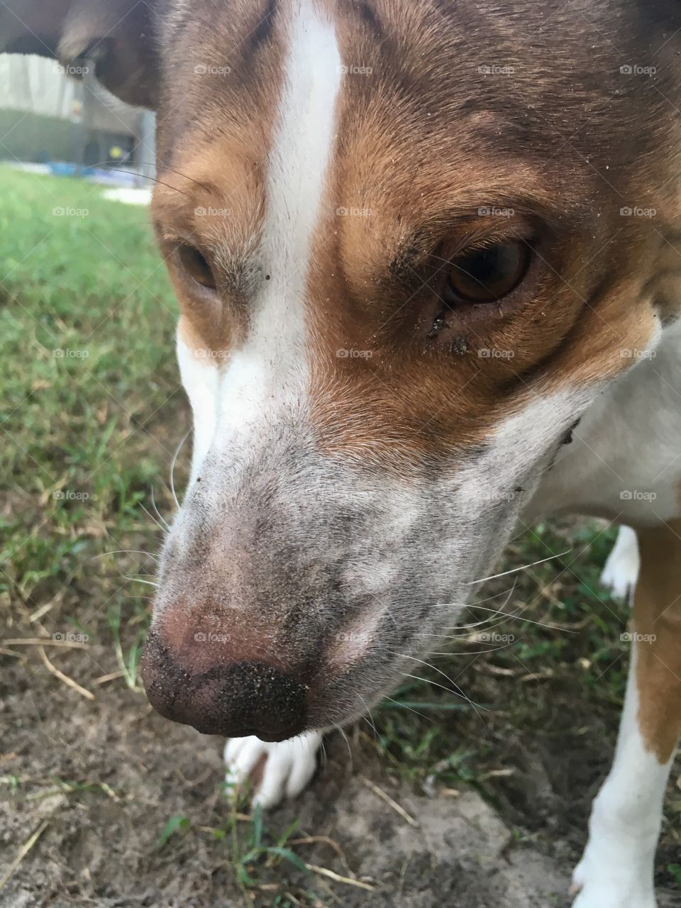One very dirty rescue pitbull dog