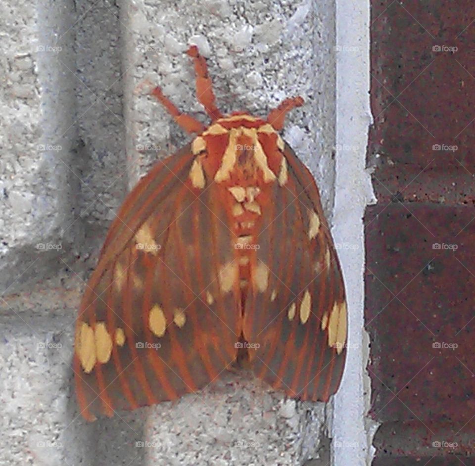 moth