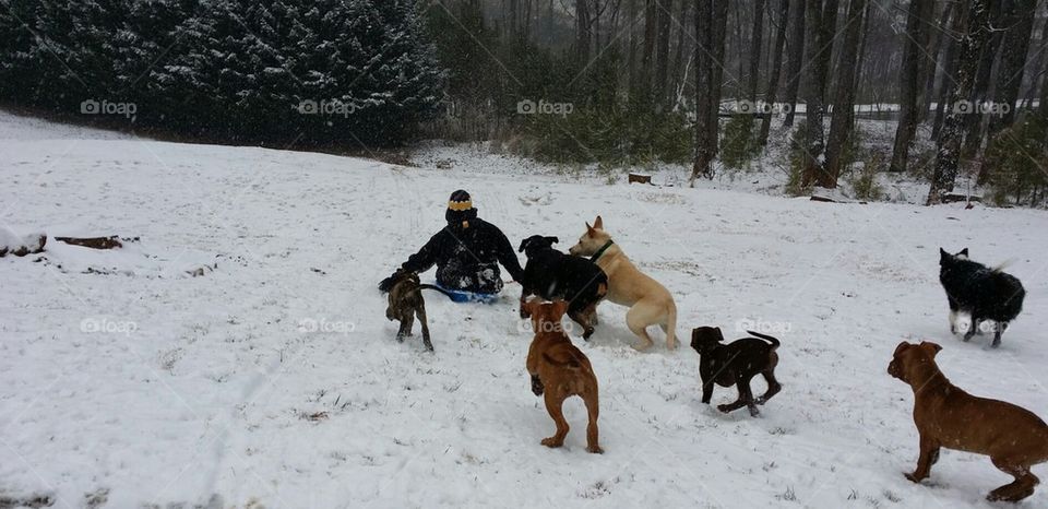 Dogs chasing snow sled