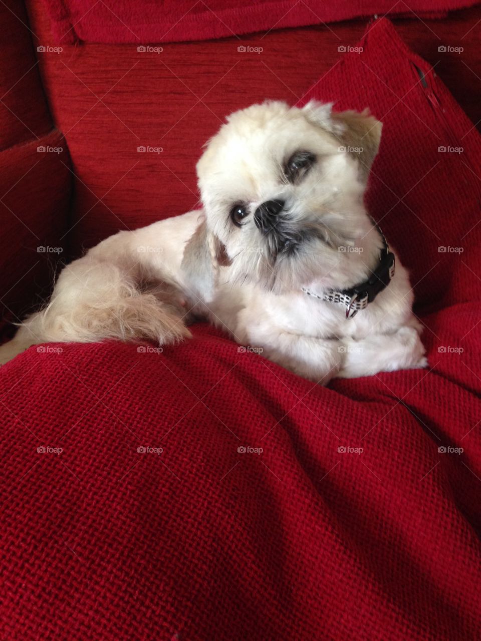 Lhasa Apso dog on a red blanket