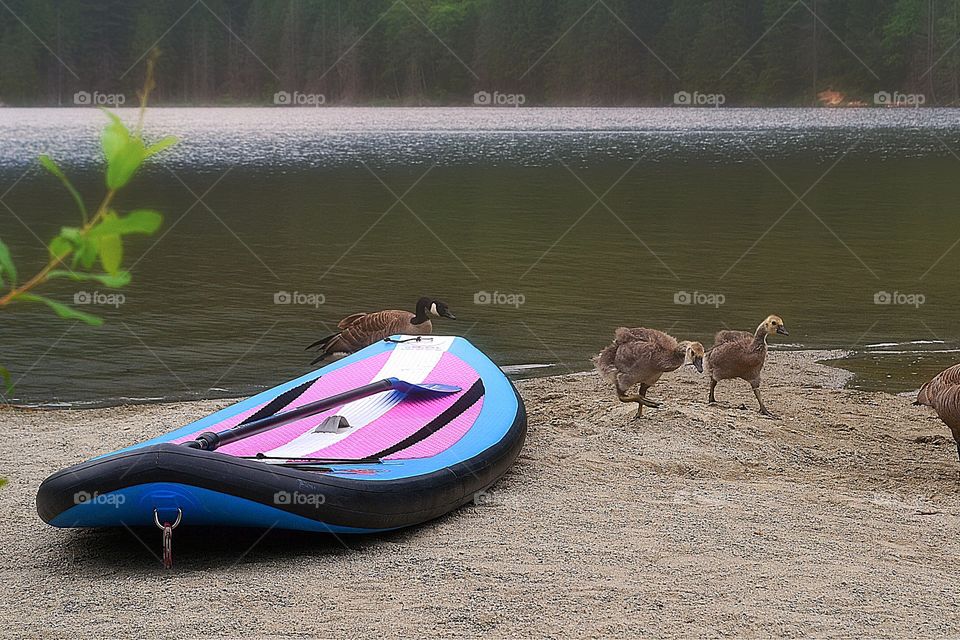 Mother Canada goose shooing her goslings away from the paddle boat. Mother Canada goose shooing her goslings away from the paddle boat