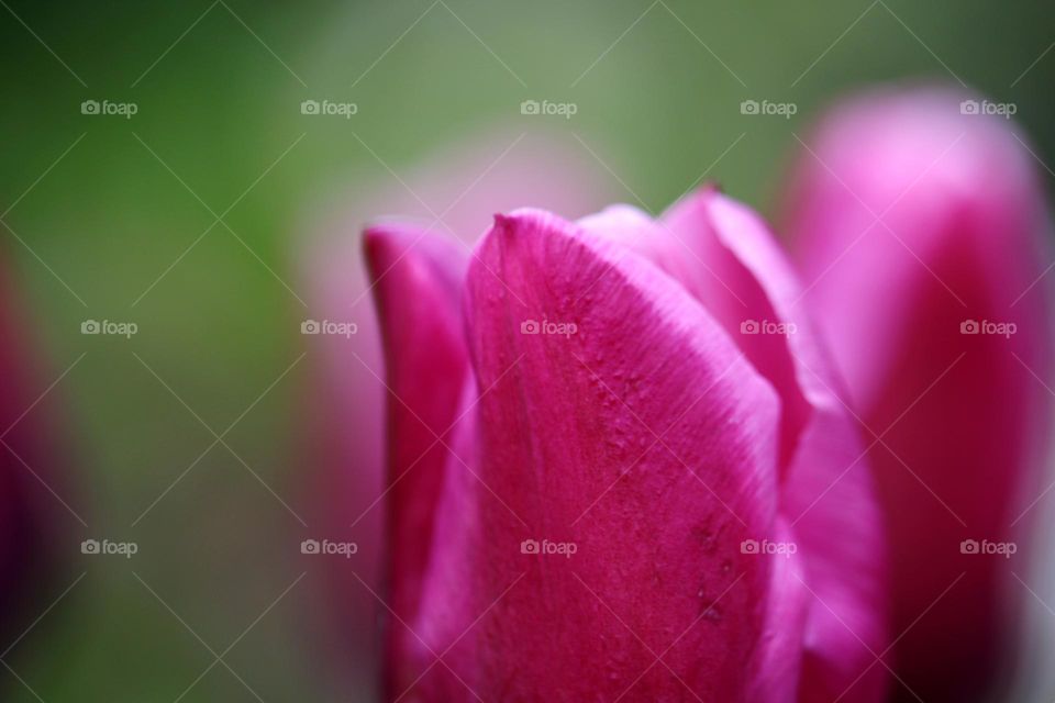 Tulpe in Nahaufnahme