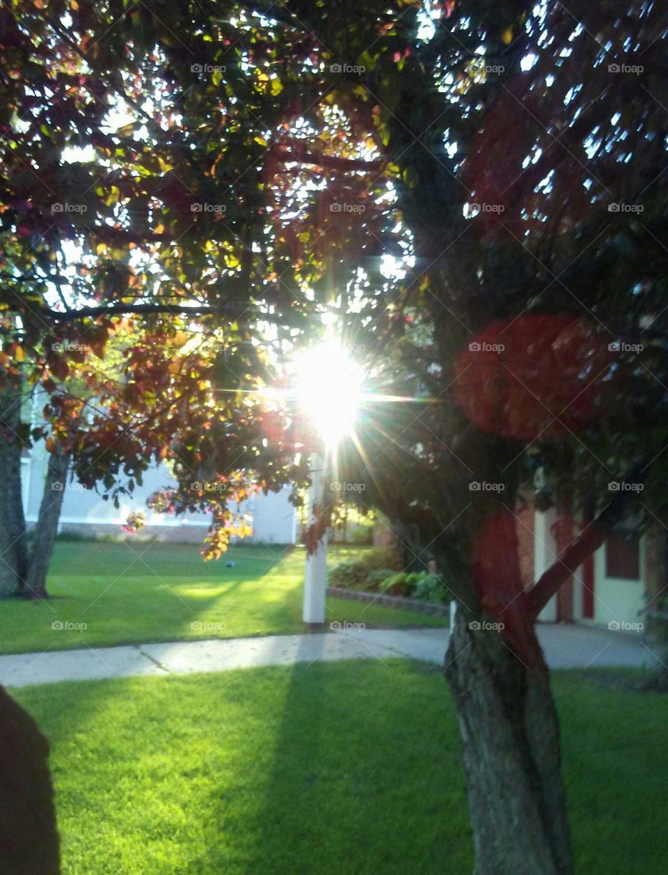 sunset filtering through tree