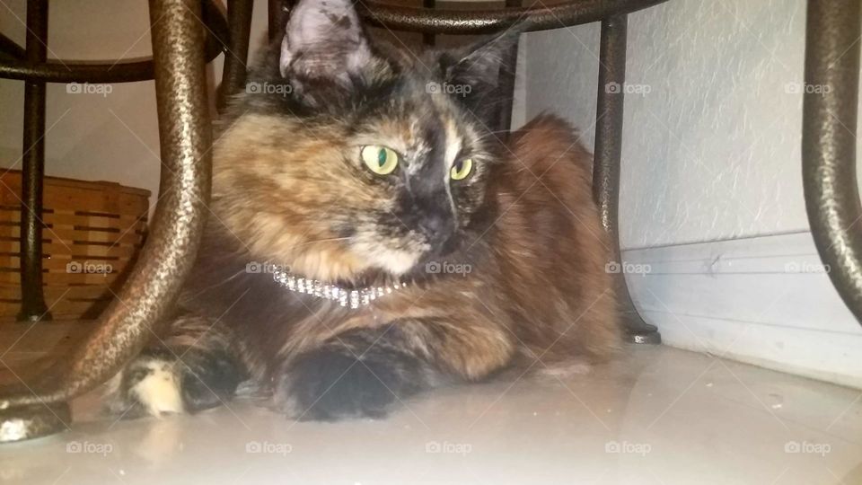 G L A M O R O U S #STELLATHECAT #BEAUTIFULCATS #TORTOISESHELL CAT
