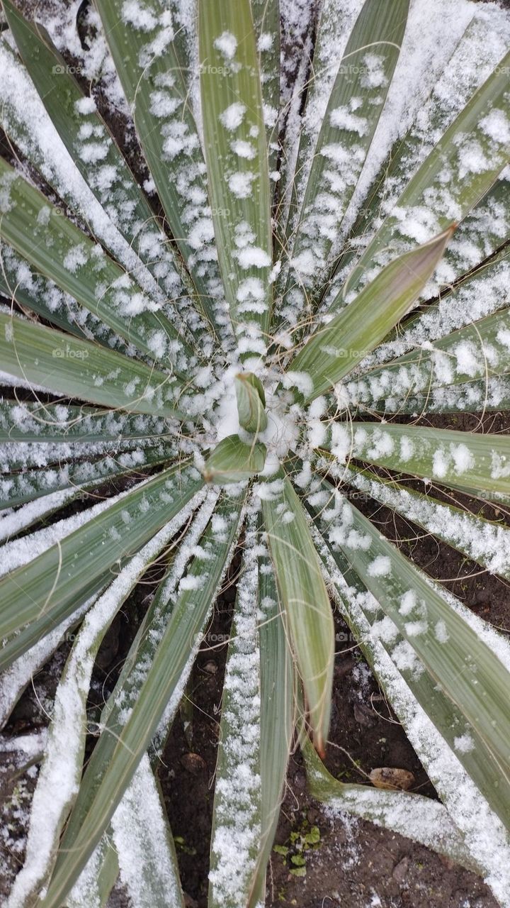 Yucca leaves with snow