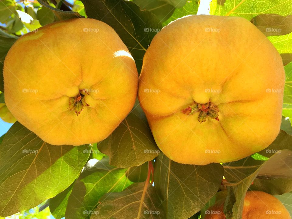 Quince fruit on tree