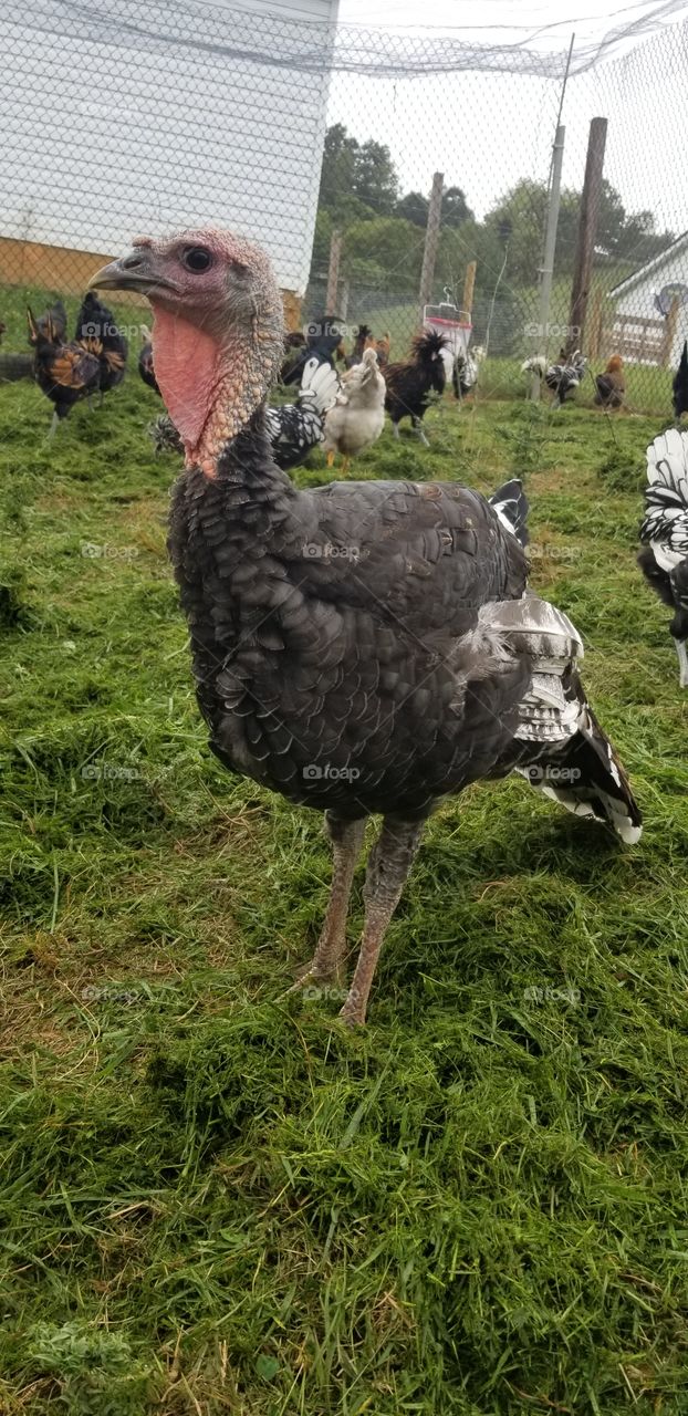 broad breasted bronze Turkey