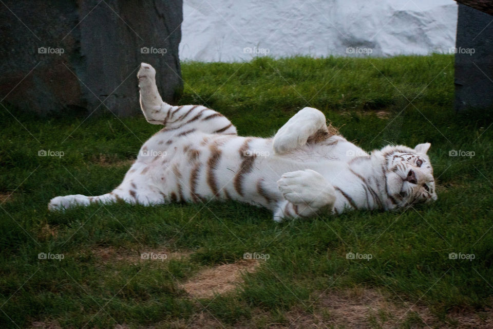 White tiger lying in grass