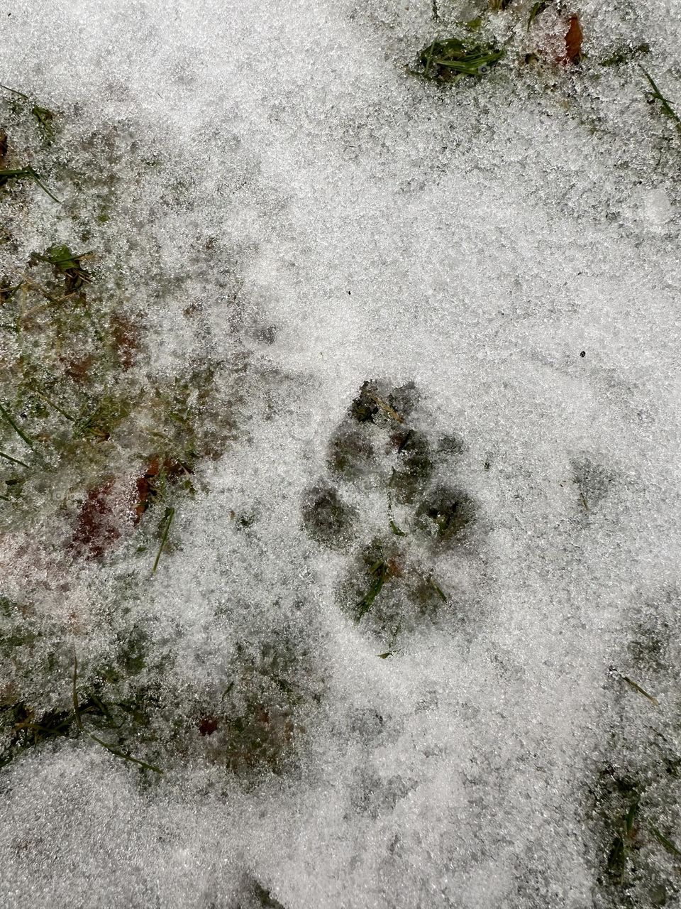 Paw print