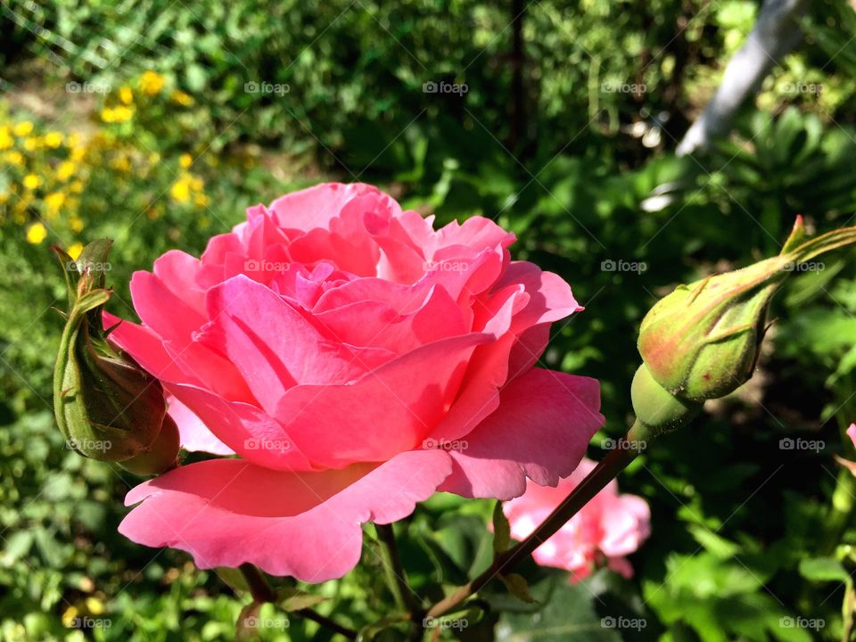 beautiful rose flower in summer
