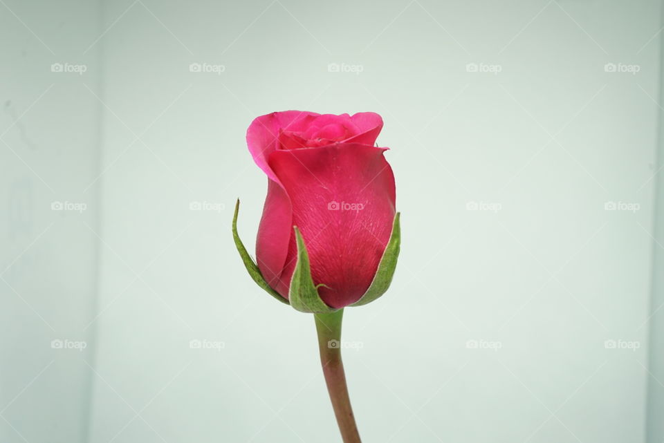 Pink rose with green leaves and stem on white background