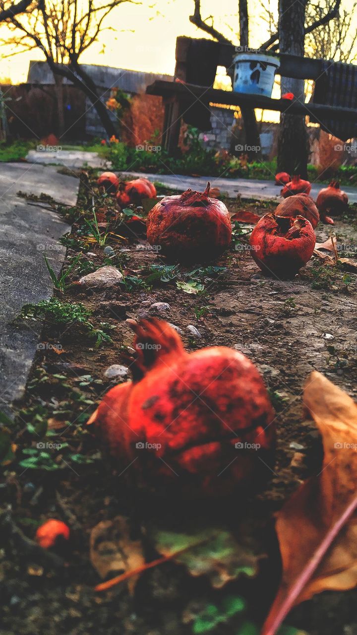 Pomegranate on the ground