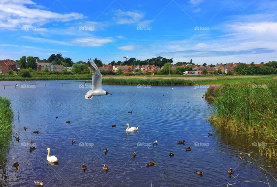 Seagull Flying At Nature Reserve