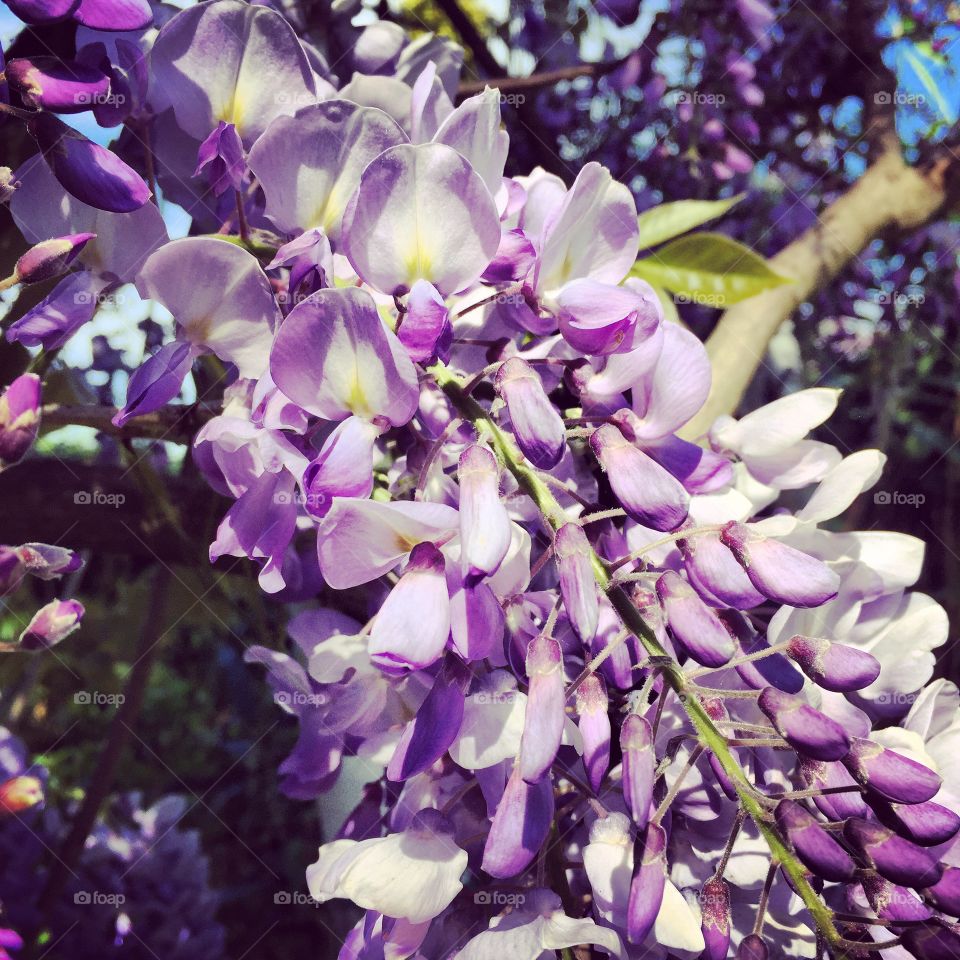 Flowers. Spring in Germany