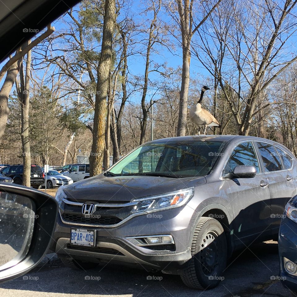 Canadian Geese on someone’s car in a parking lot.  