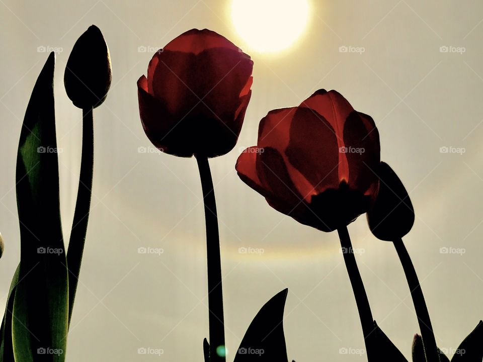 No Person, Flower, Nature, Tulip, Leaf