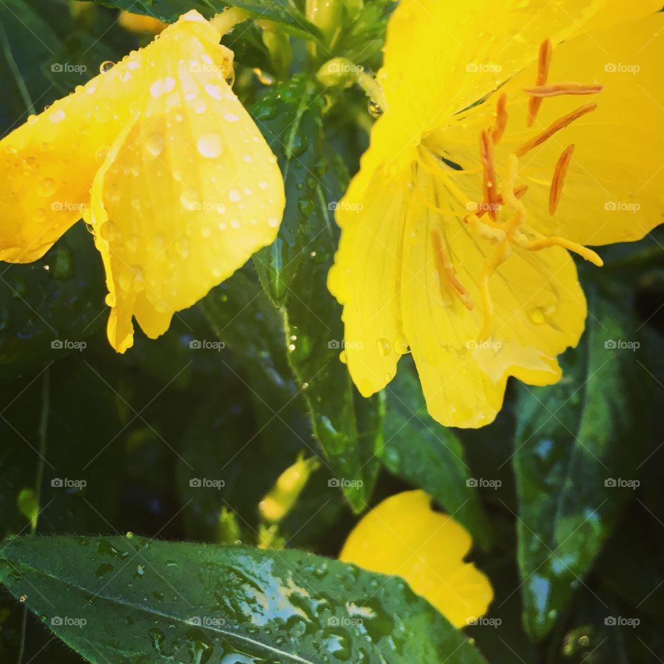 Raindrops on flowers 