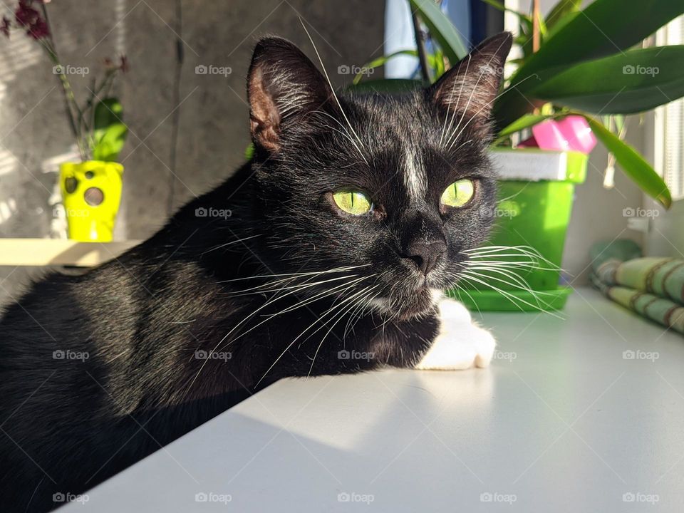 Close up portrait of beautiful young black cat with green eyes at kitchen at home in sunny day