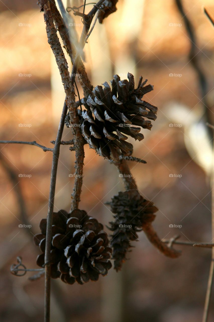 three pine cones