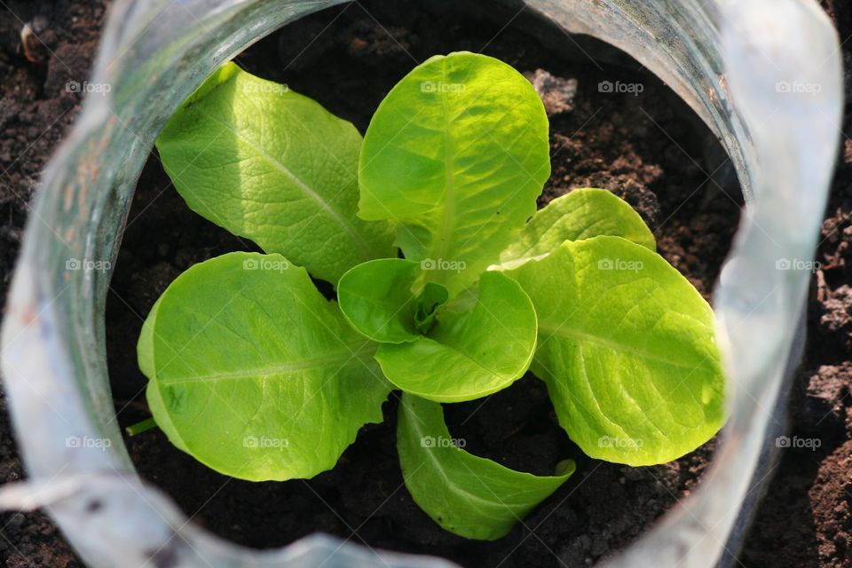 Beautiful green healthy garden plant growing inside a plastic bottle.