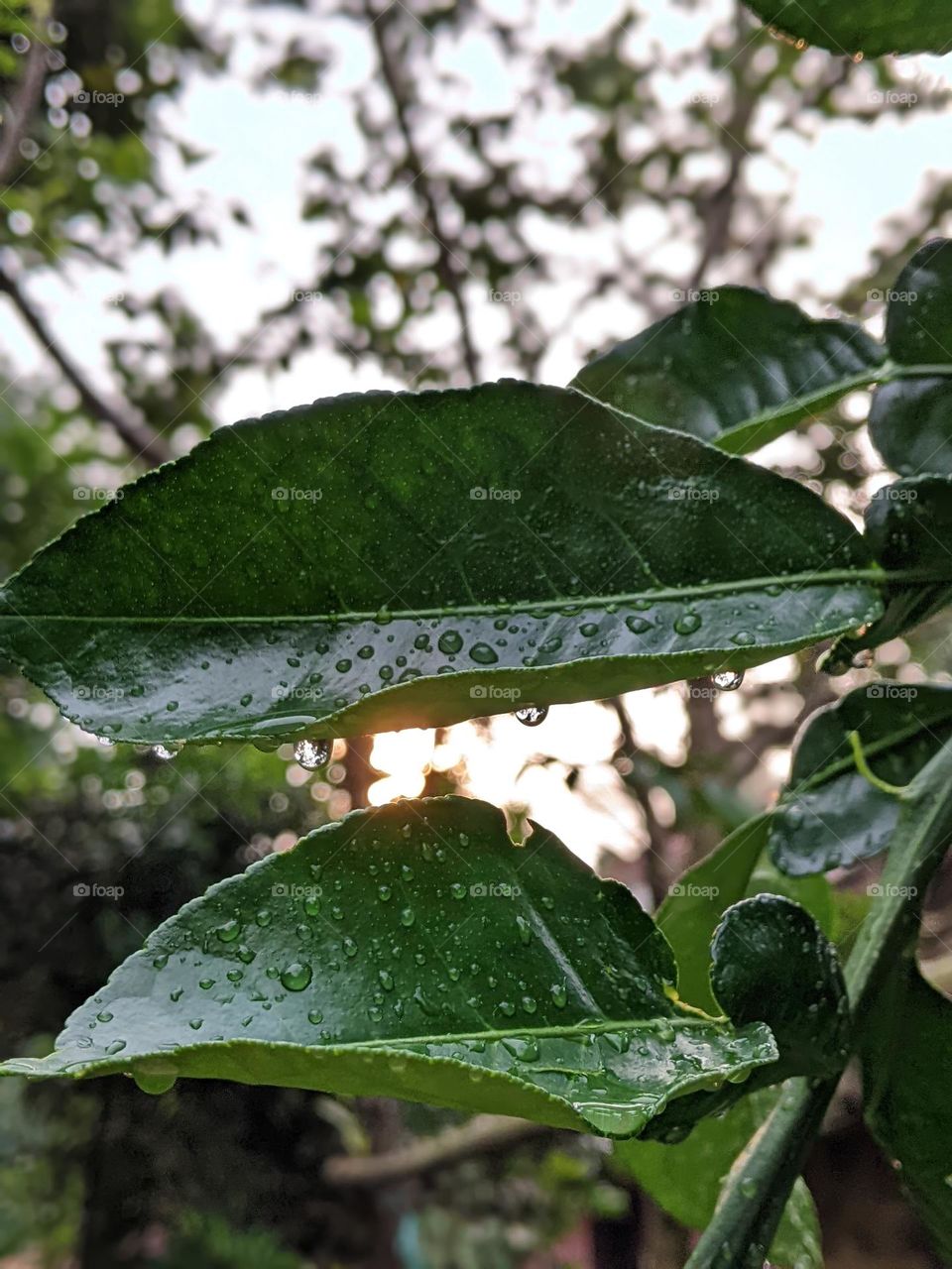 lime leaves