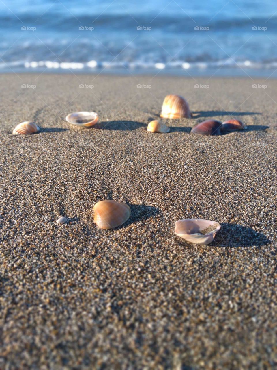 Seashell