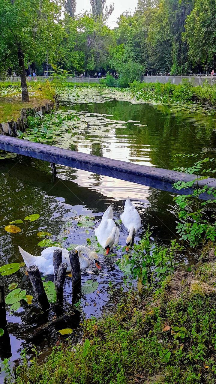 swans on the lake, Craiova, Romania