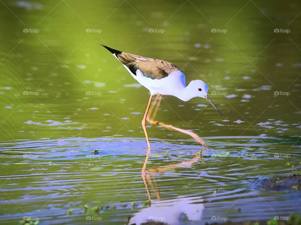 Hunting for fish 🐟