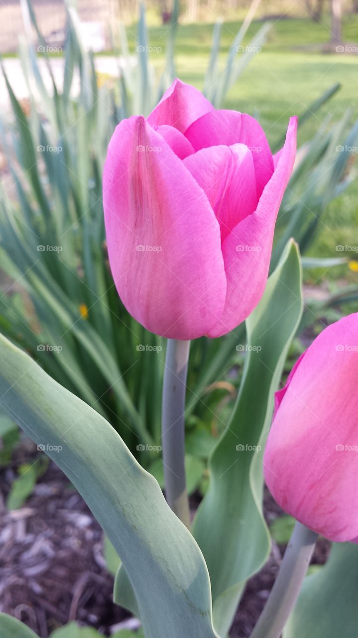 Pink Tulip
