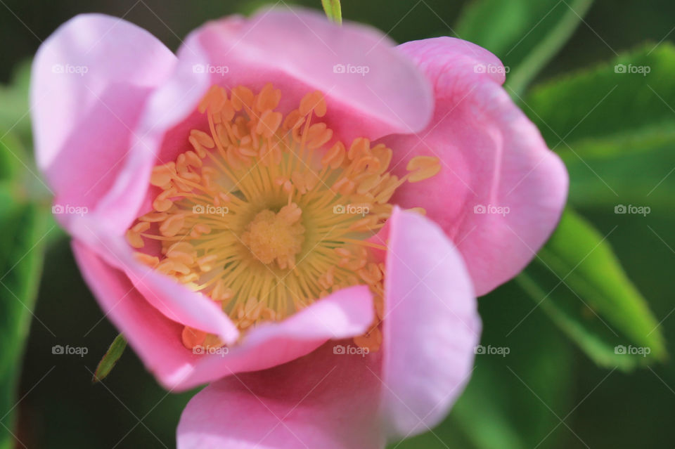 Closeup of the pink and yellow flower of a Nootka Rose Shrub, (Rosa nutkana). This rose is named for the Nootkan Aboriginal people whose ancestral lands surround Nootka Sound, Vancouver Island. The plant is used extensively for food, teas & tonics.
