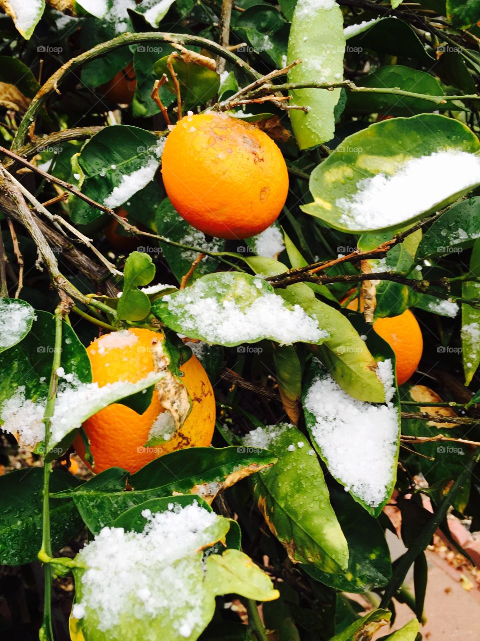 Snow on Orange Tree