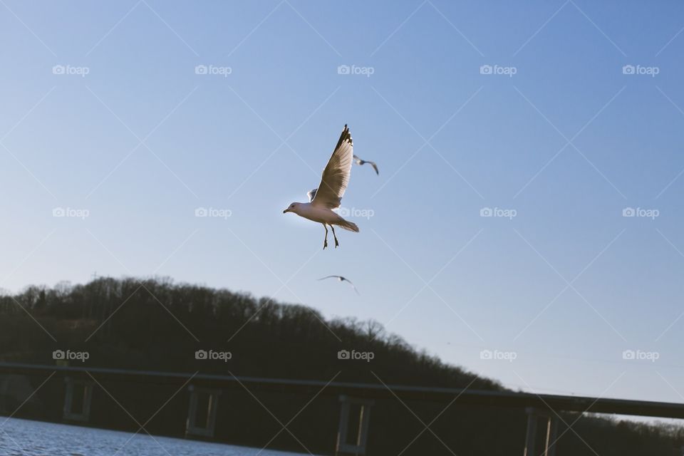 Seagull flying over lake