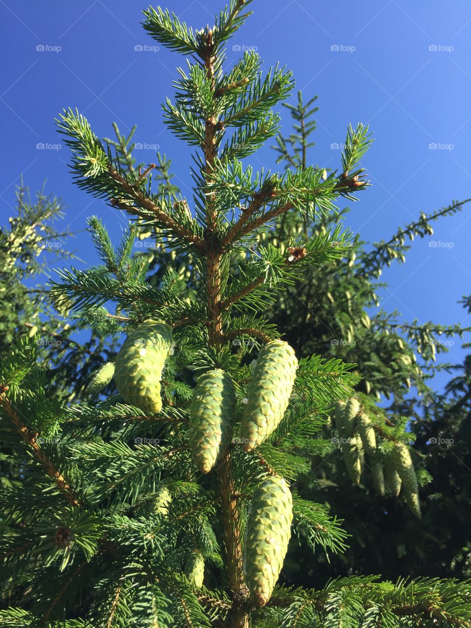 spruce tree with large cones against the sky