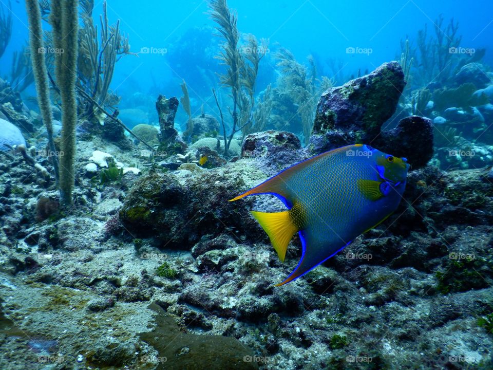 Ocean Fish Roatan Honduras