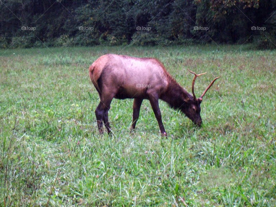 Elk in N.C