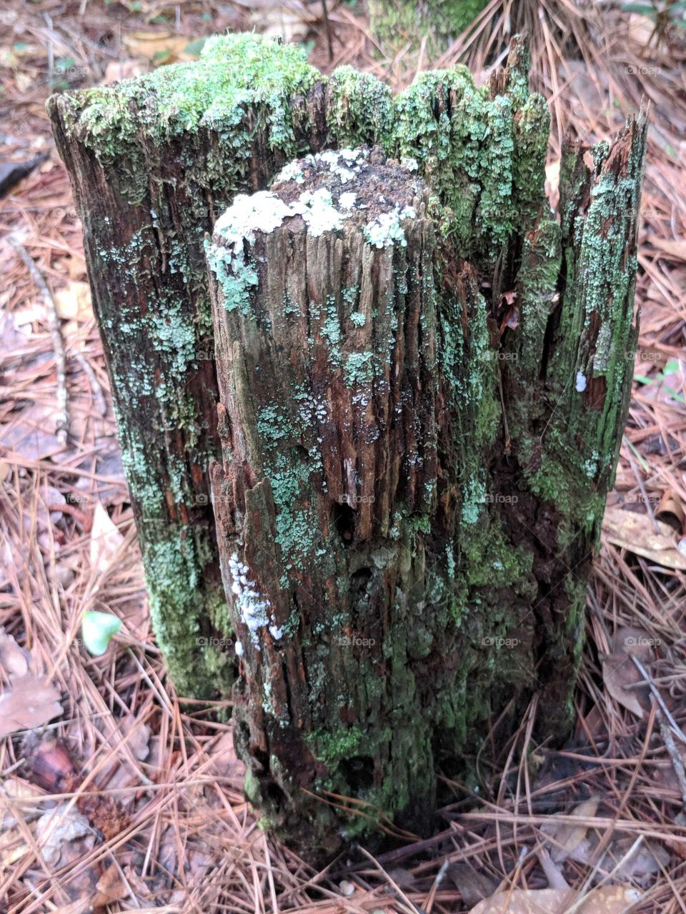 Moss covered tree trunk