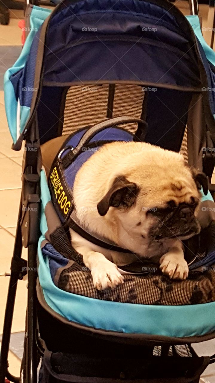 Luggage, Bag, One, Portrait, People