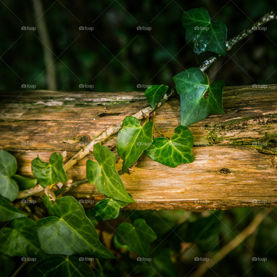 Wood, Leaf, Tree, Nature, No Person