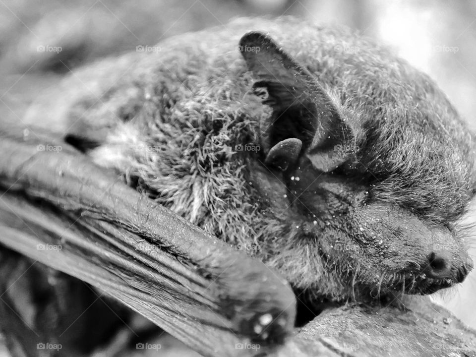 Nathusius's pipistrelle, Animal