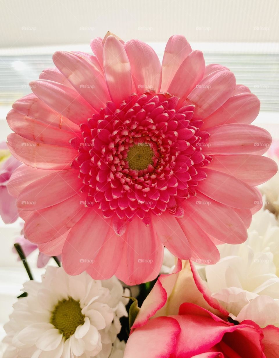 Beautiful, pink flower close up with soft warm lighting within a white calm background.