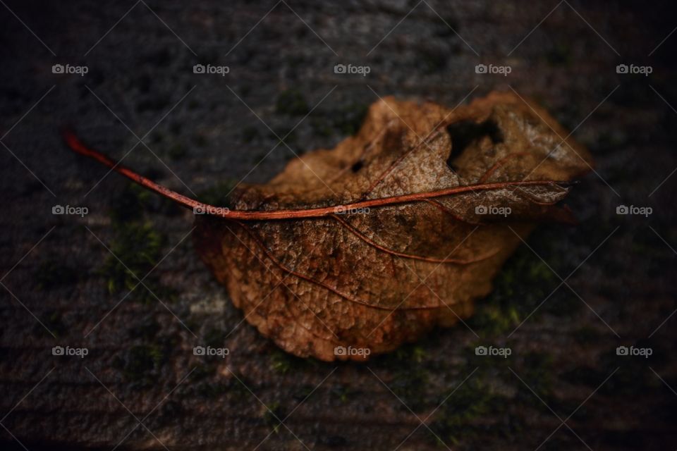 dried leaf on a piece of wood