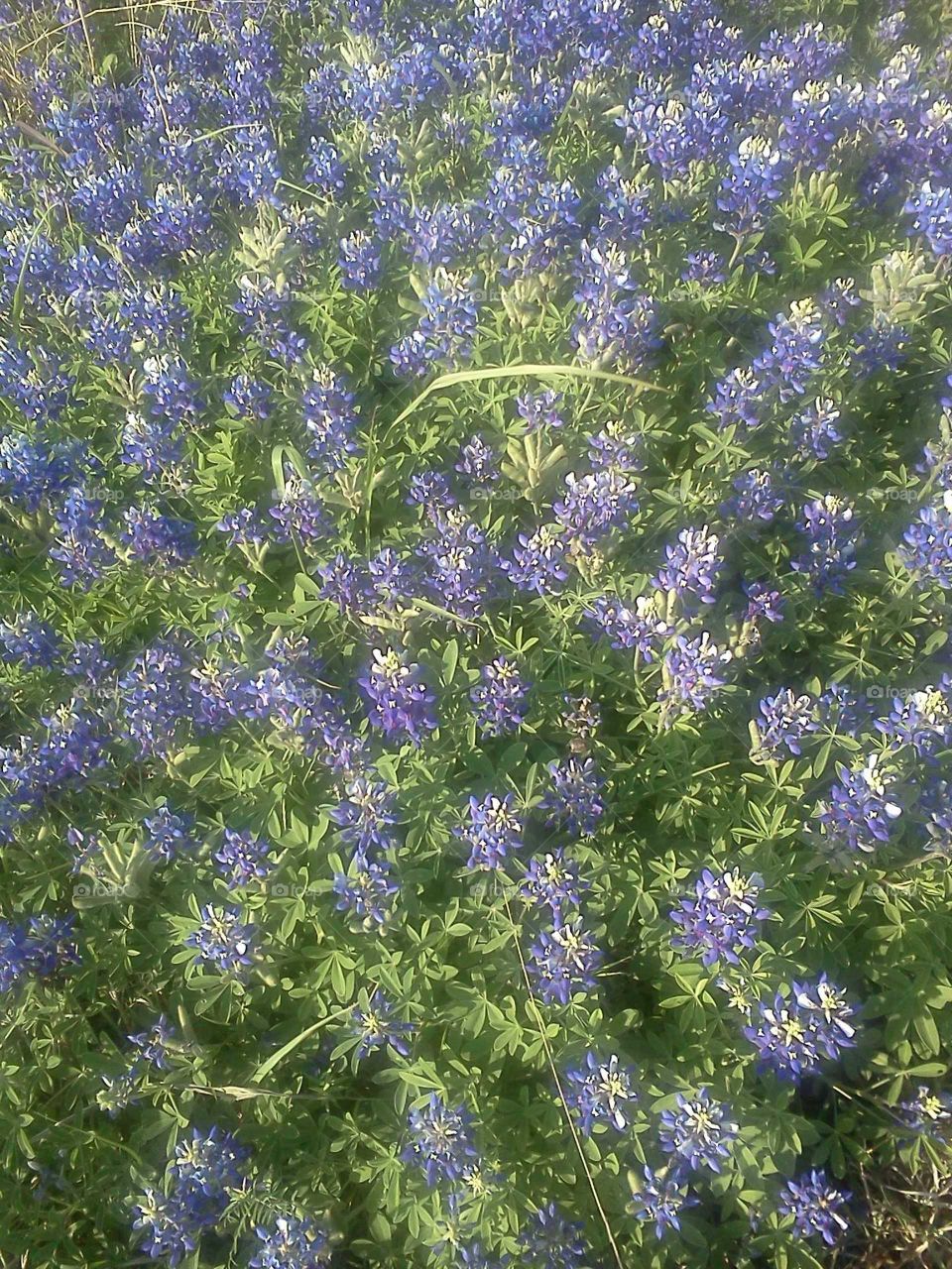 Bluebonnets