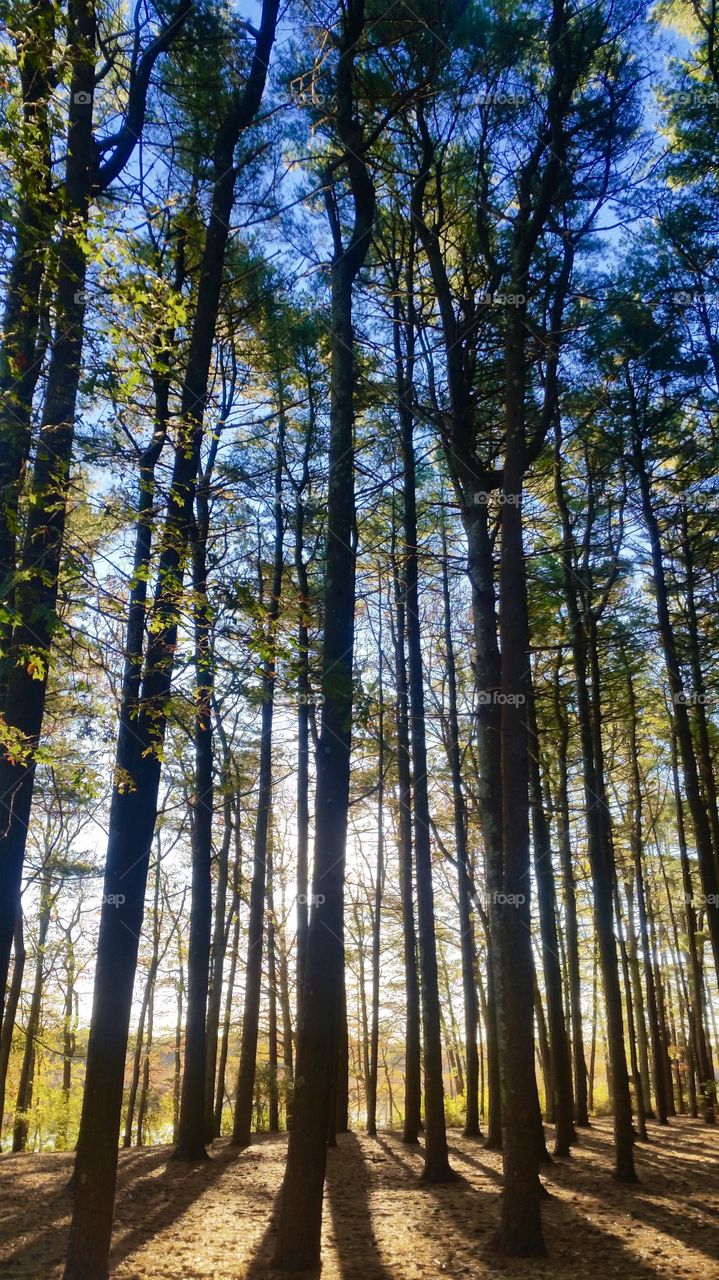 Woods,trees, forest, morning 