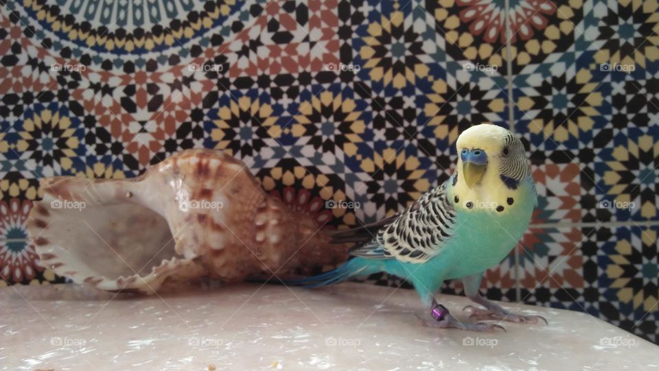 beautiful parrot perching on ground.