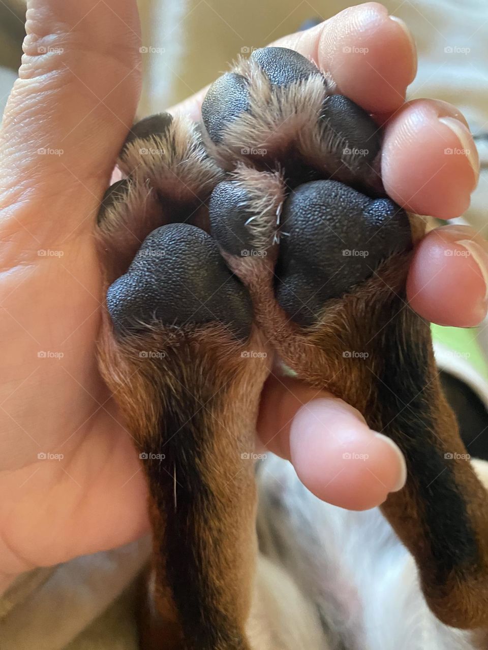 Cute little paws